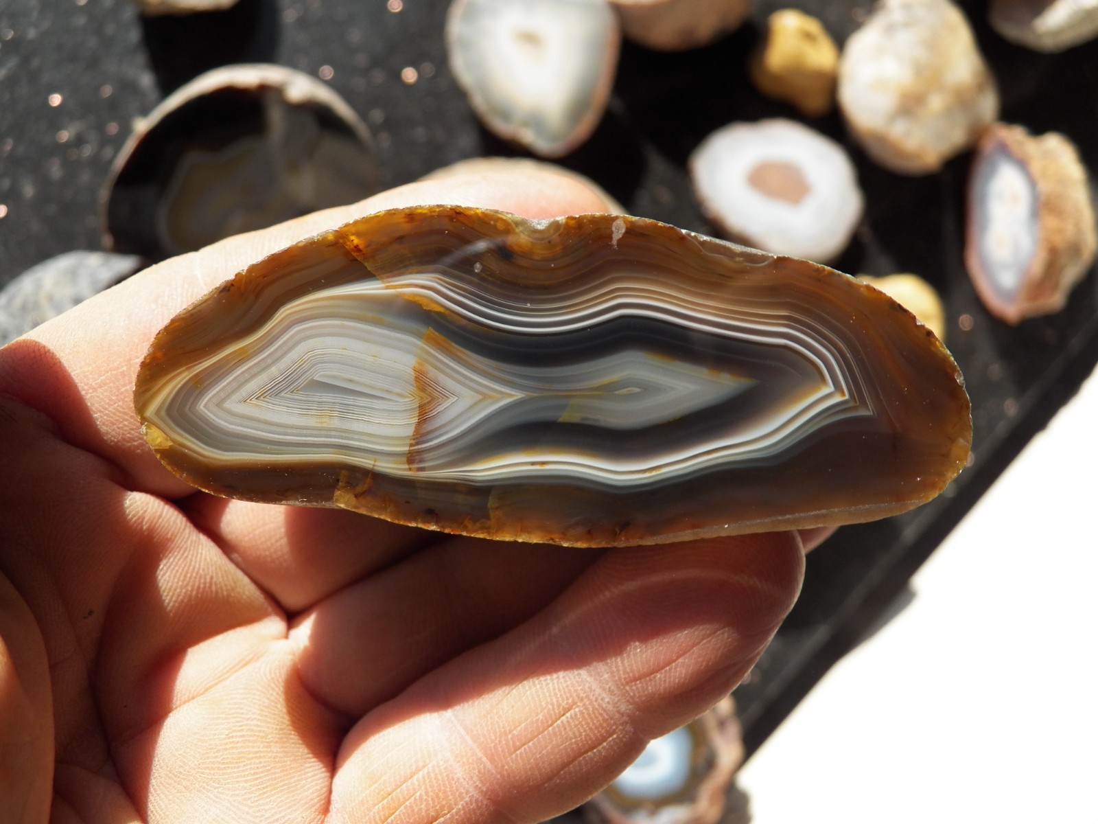 nice classic Black river agate collector specimen  polished shadowy
