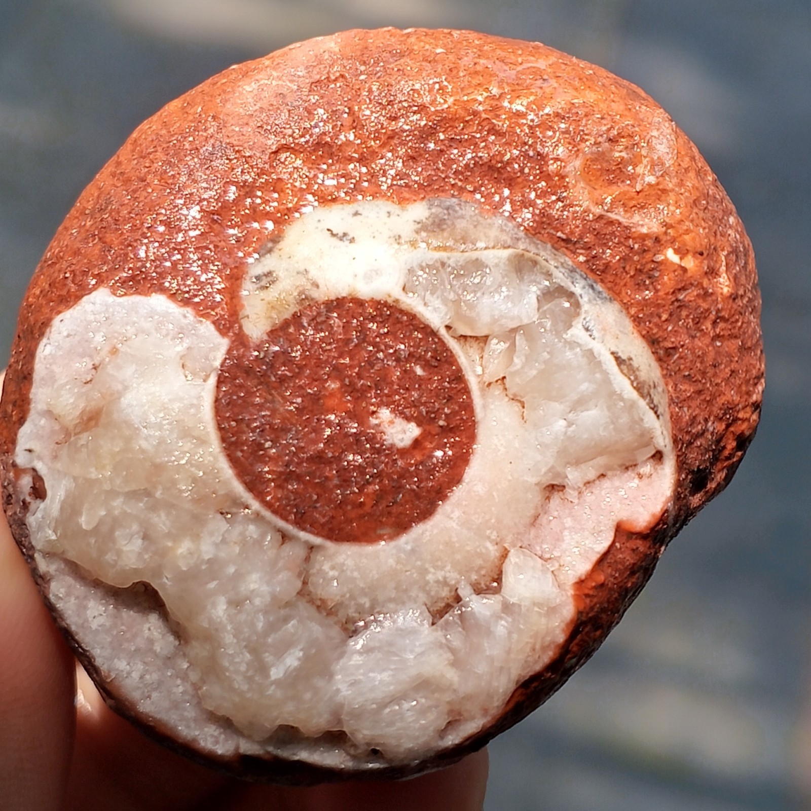 70GR AMAZING RARE WHOLE ROUGH AMMONITE PERMIAN MATRIX W/MANY FOSSIL MOLLUSCA