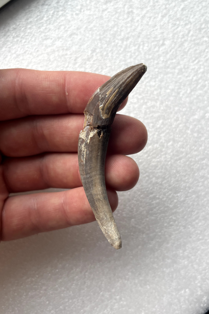 Ankylorhiza Cetacean Fossil Tooth Summerville, SC - *Repaired*
