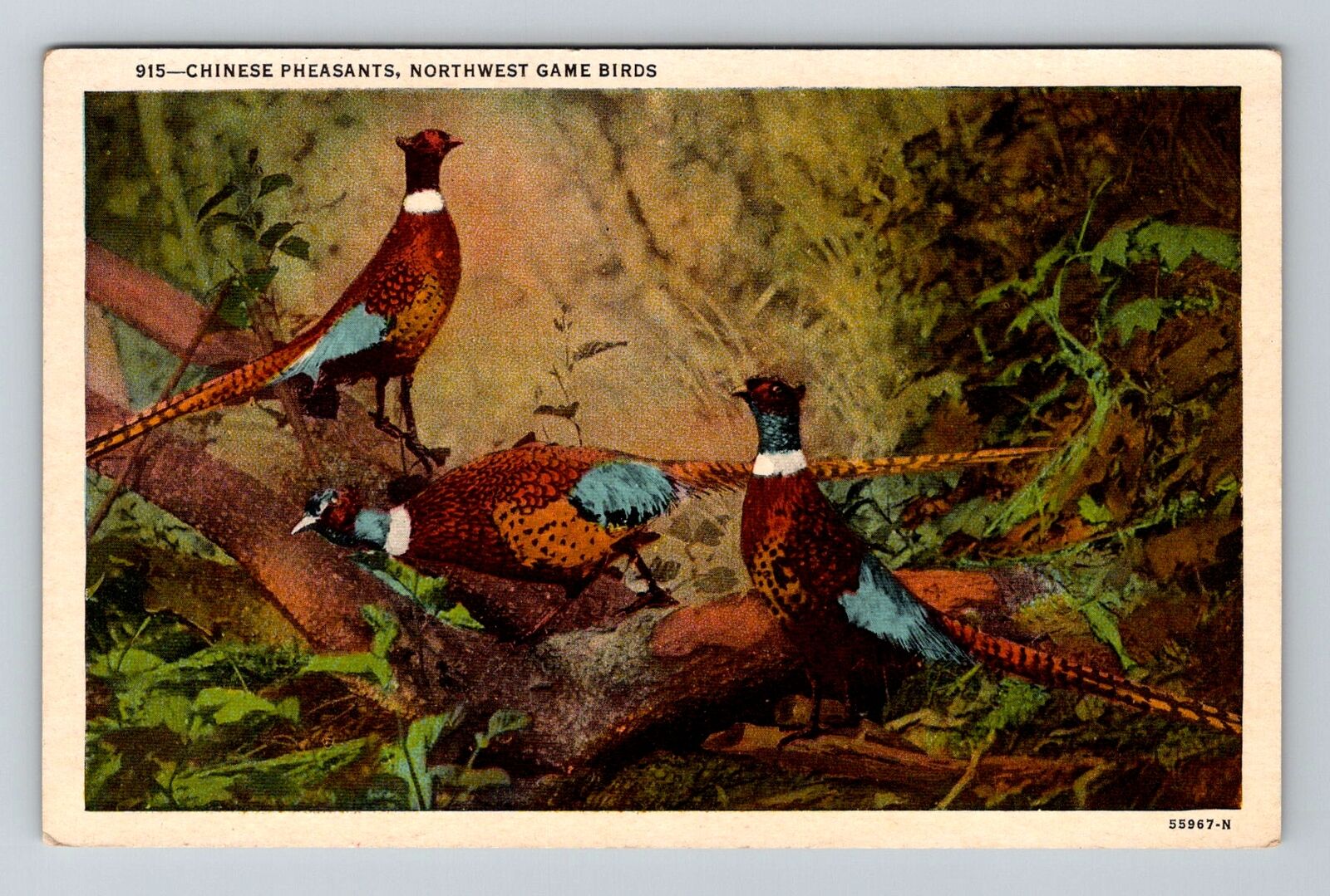Portland OR-Oregon, Northwest Game Birds, Chinese Pheasants, Vintage Postcard