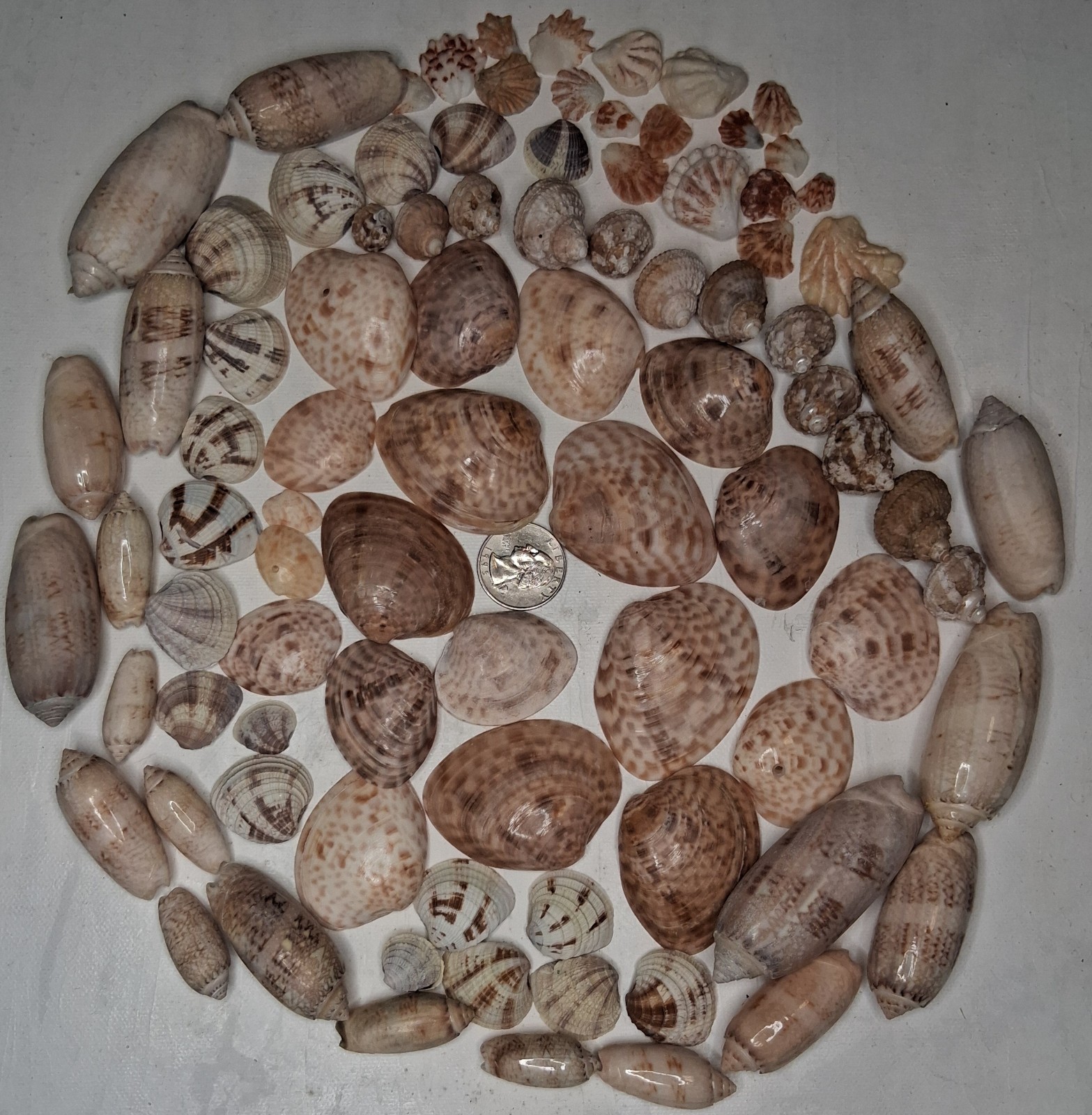 Bulk Lot Of True Florida Sea Shells Bulk Lot Of True Florida Sea Shells