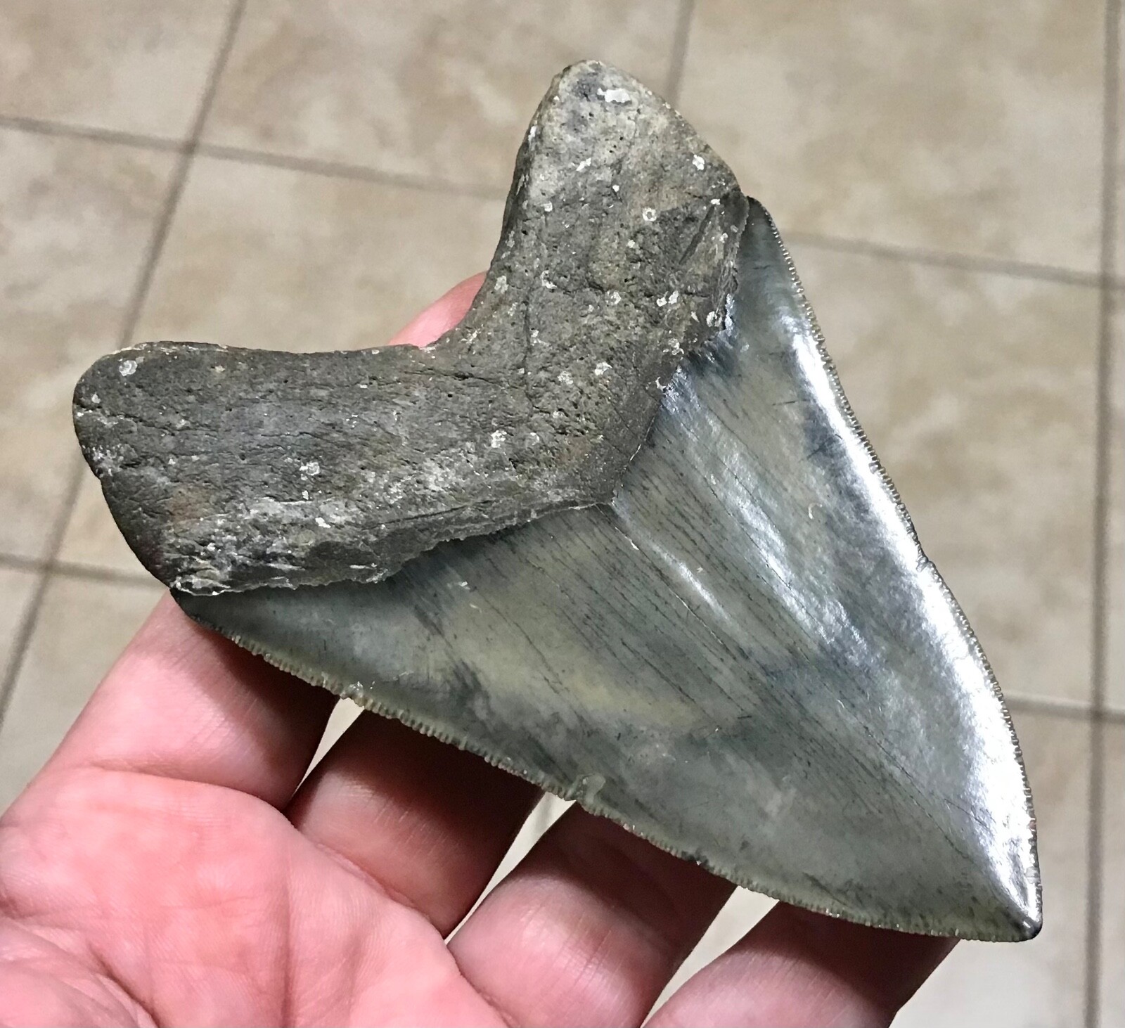 XL VERY RARE & GORGEOUS SLICER-4.66”-GOLDEN BEACH,FL-MEGALODON SHARKTOOTH FOSSIL