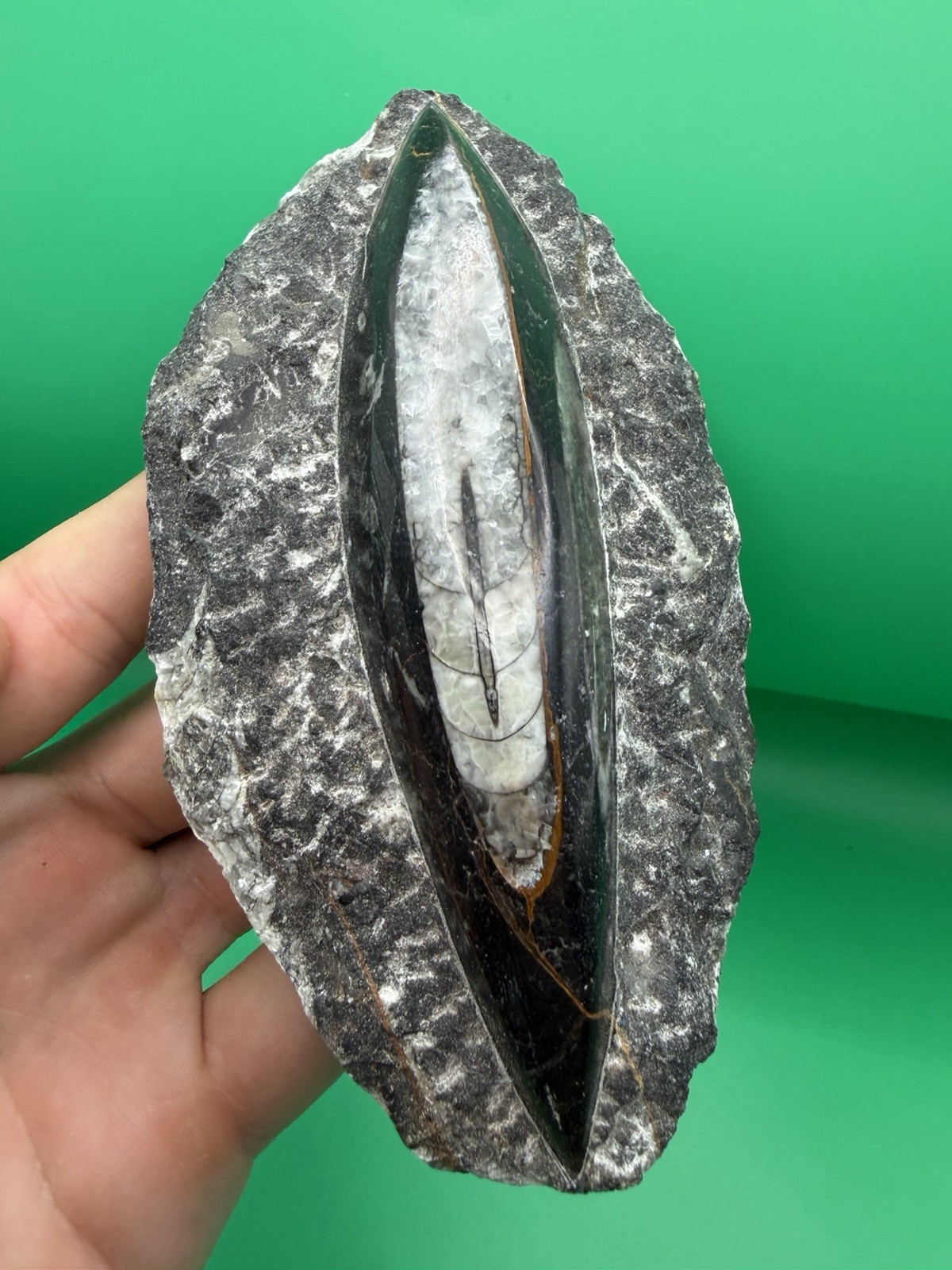 Beautiful Orthoceras Fossil Paleozoic Era Moroccan Fossil Display Beautiful Orthoceras Fossil Paleozoic Era Moroccan Fossil Display