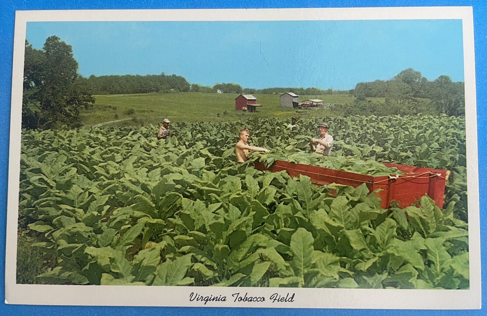 Vintage Virginia Tobacco Field Postcard - Bright Flue Curing, Farmville VA