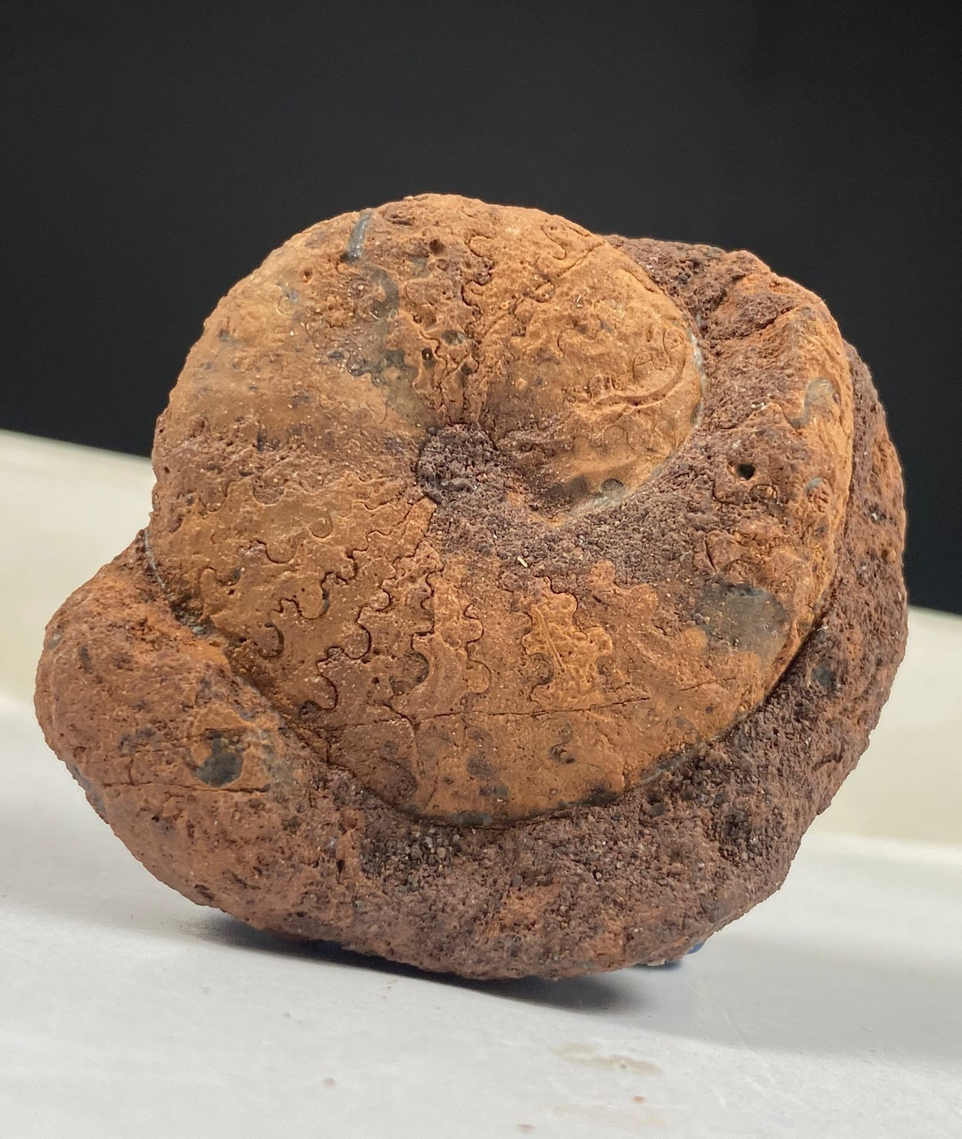 41Gr EXTREME RARE MATRIX AMMONITE FOSSIL FULL DRAGON SUTURE PERMIAN SPECIMEN