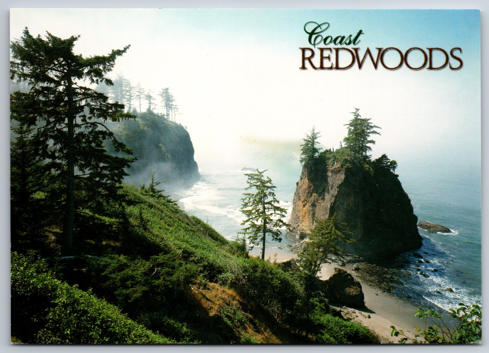 Coastal Redwoods of Southern Oregon and Northern California Impact 6x4  Postcard