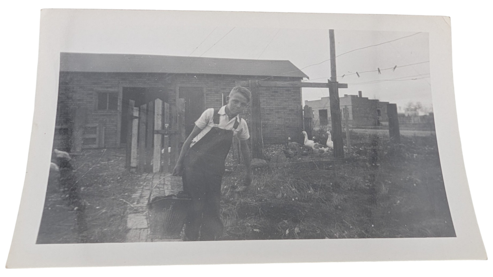 1945 Vintage B&W Photo Farm Boy Overalls Ducks Brown Photo Service MN
