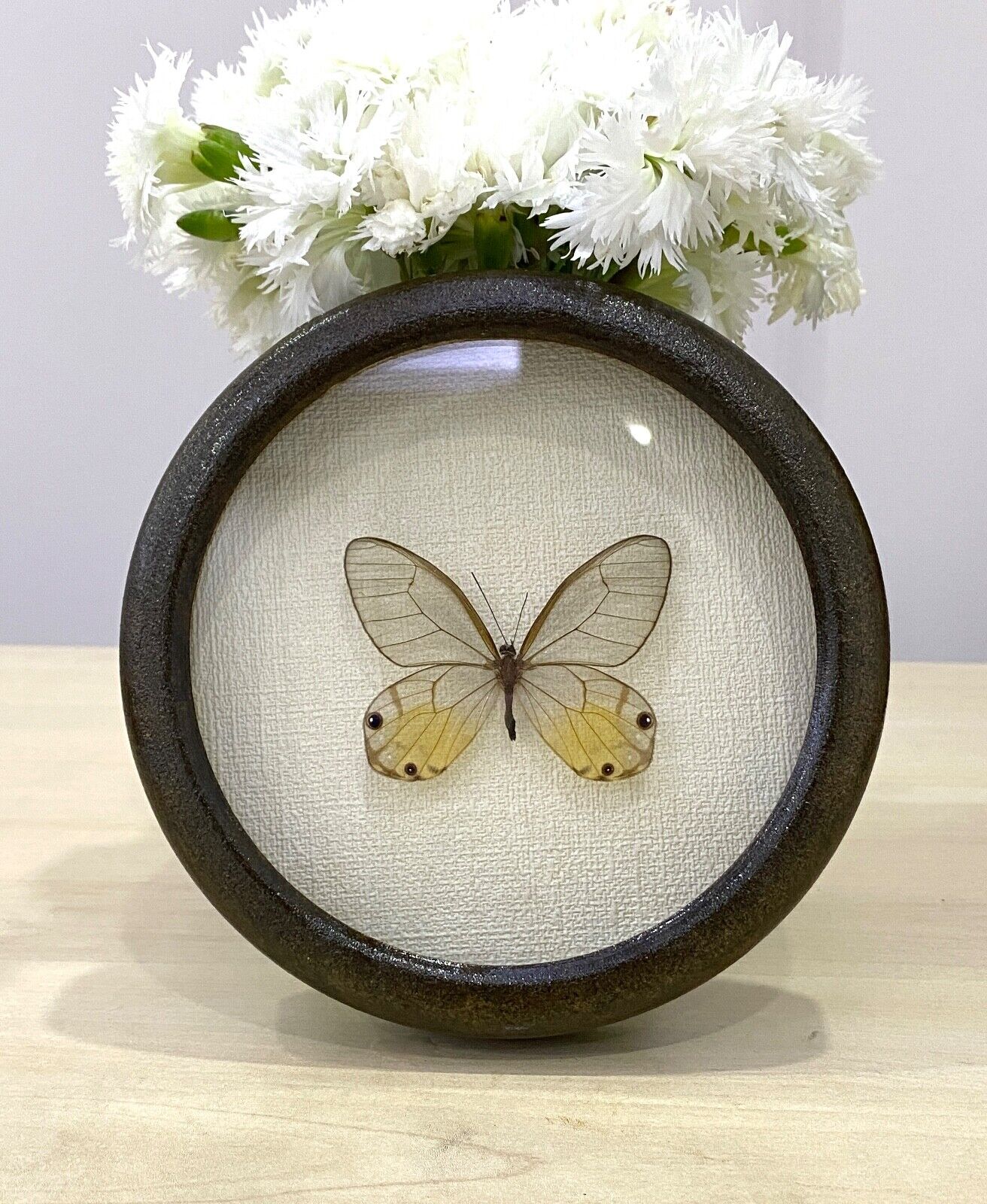 Real Butterfly in frame,Amber Phantom , Real HAETERA PIERA from PERU Gift,