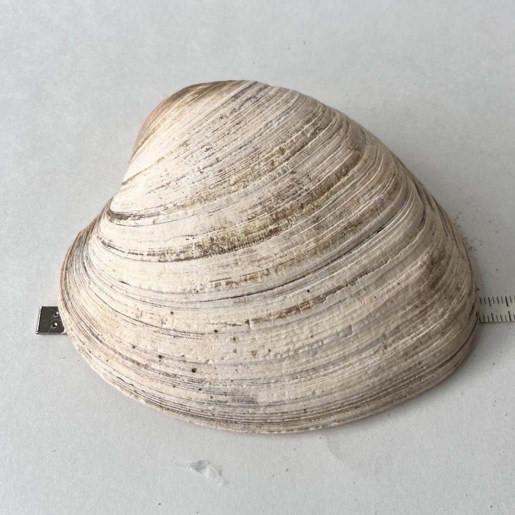 Large 7.5” Quahog Clam Shell Natural Vintage Weathered Coastal Beach Decor