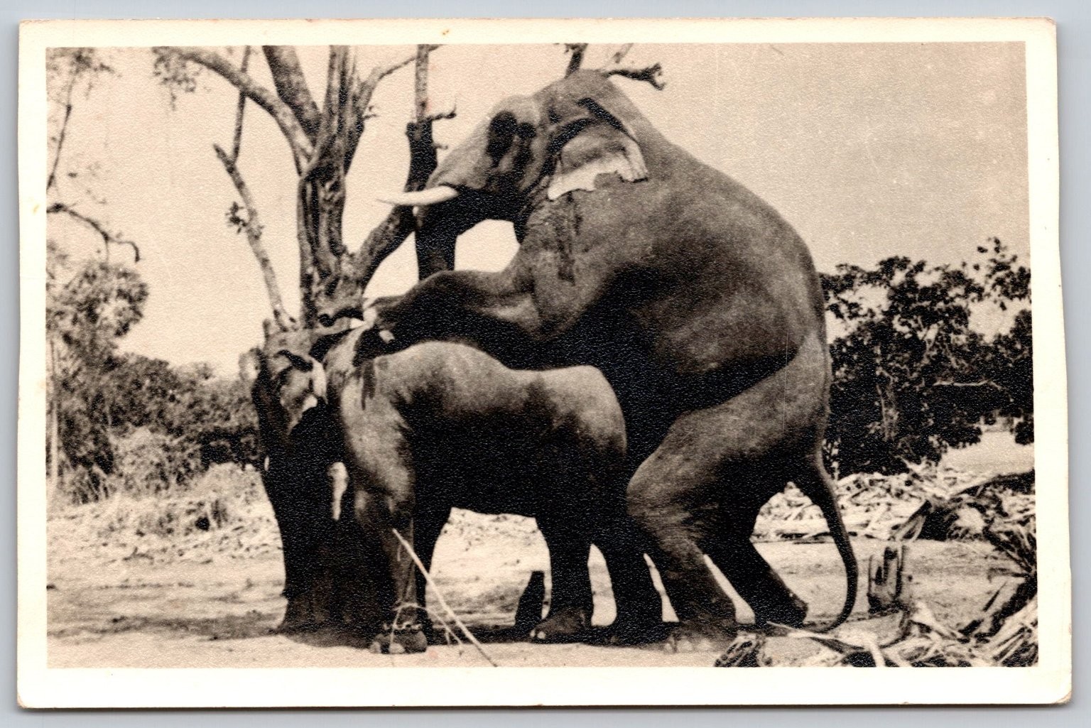 Vintage RPPC Postcard African Elephants Mating Wildlife Nature Agfa Paper C471