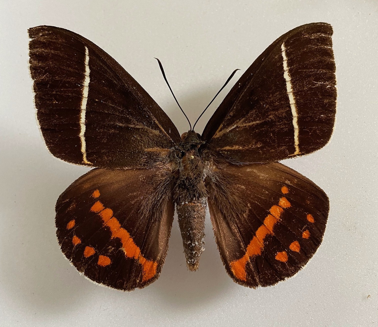 CASTNIA(Amauta) PROCERA****male  Nr. 1 **** Southern Costa Rica