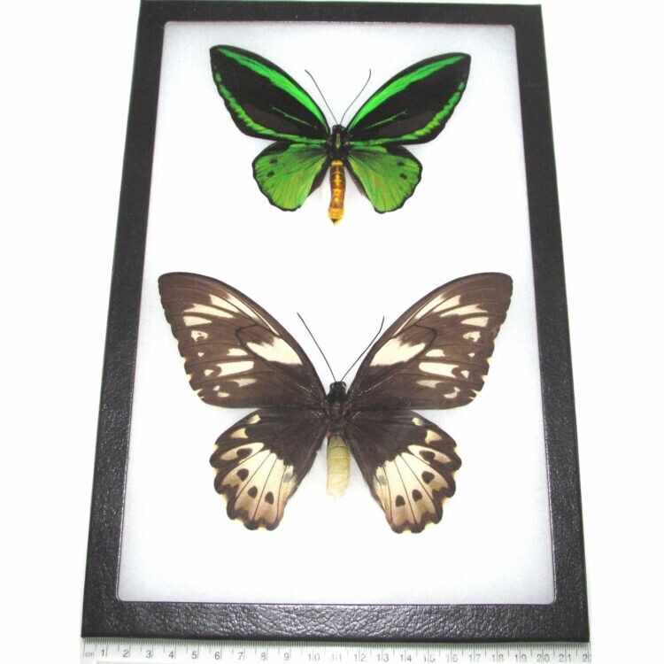 Ornithoptera pria MALE + FEMALE PAIR green black gold butterflies PNG FRAMED