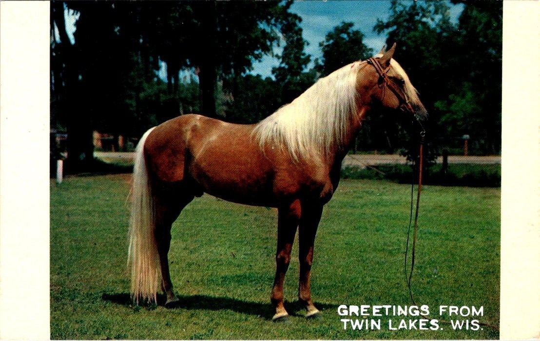 HORSES, Palomino Stallion, Greetings from TWIN LAKES, Wisconsin Postcard