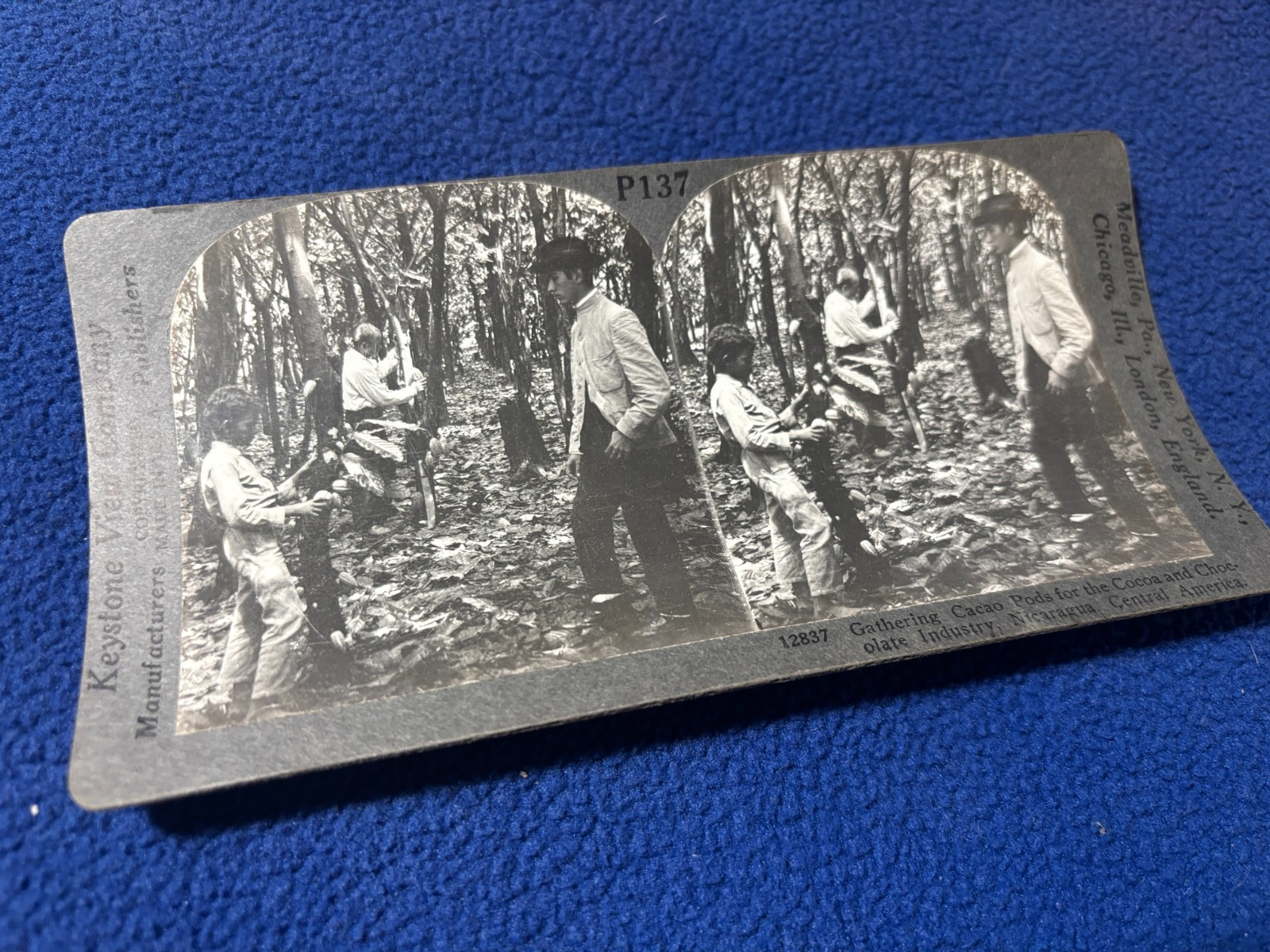 CHOCOLATE INDUSTRY vintage STEREO VIEW PHOTO gathering CACAO pick NICARAGUA