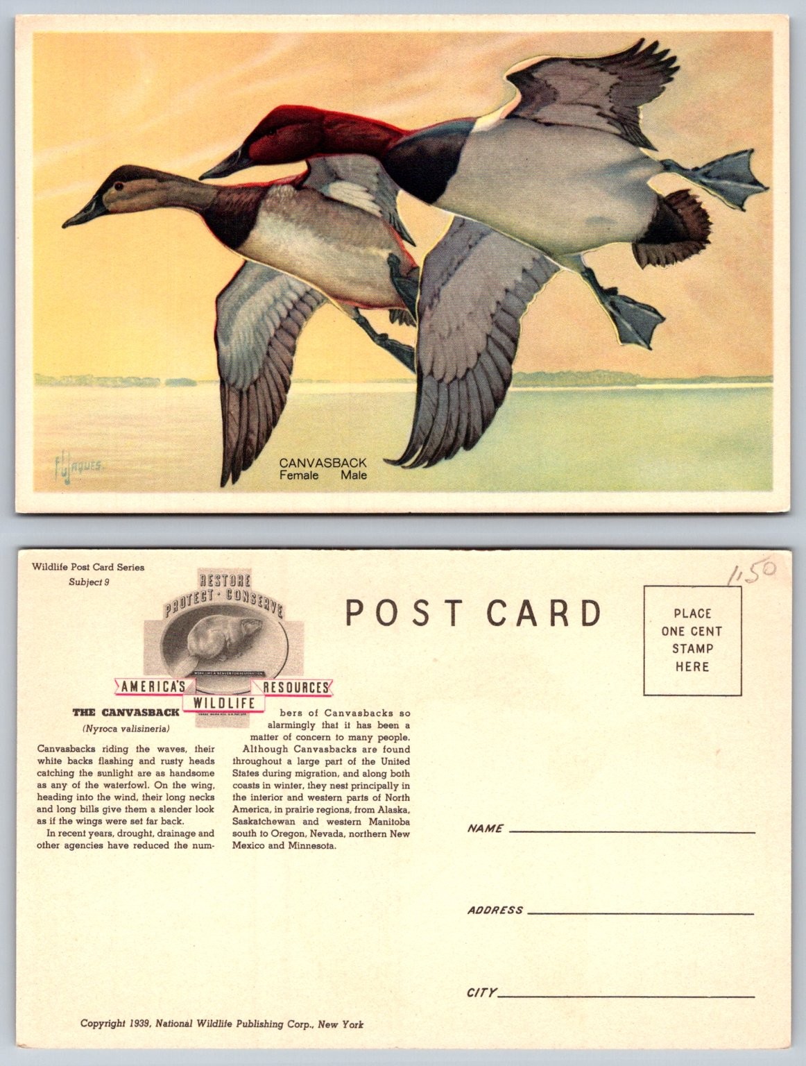 Vintage 1939 Canvasback Ducks Postcard P.J. Jaques Wildlife Conservation Art Vintage 1939 Canvasback Ducks Postcard P.J. Jaques Wildlife Conservation Art