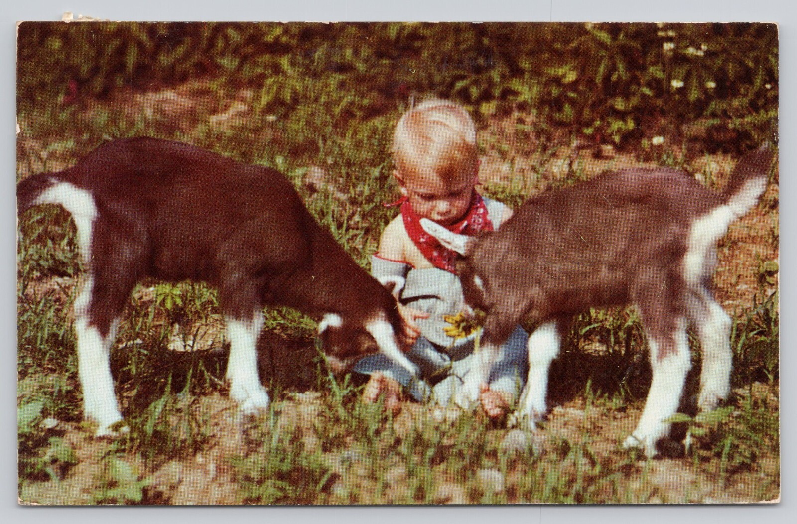 The Chelsea Methodist Home Chelsea Michigan Child and Goats Vintage Postcard