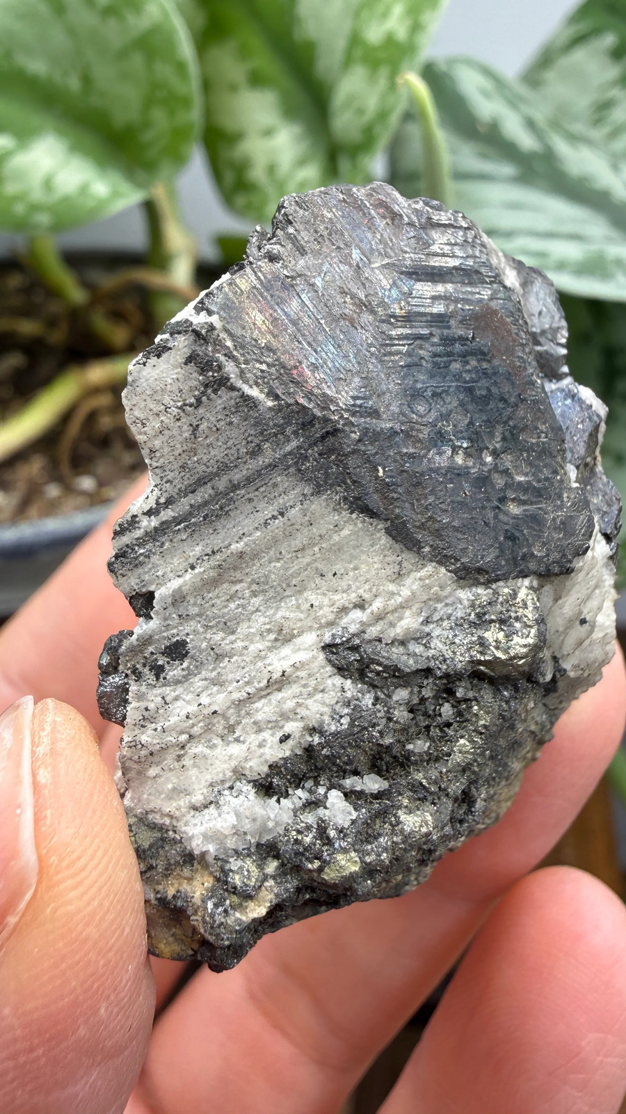 Wolframite in Quartz- San Cristóbal Mine, Yauli, Junín, Peru Wolframite in Quartz- San Cristóbal Mine, Yauli, Junín, Peru