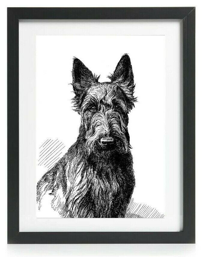 Scottish Terrier Scottie Dog Picture Art Print Poster Gift Vintage Reprint A4 