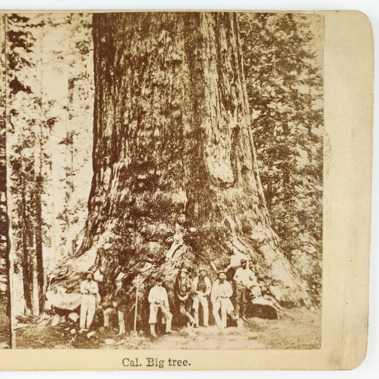 Giant Sequoia Big Tree Stereoview c1890 Mariposa Grove California Forest B2018