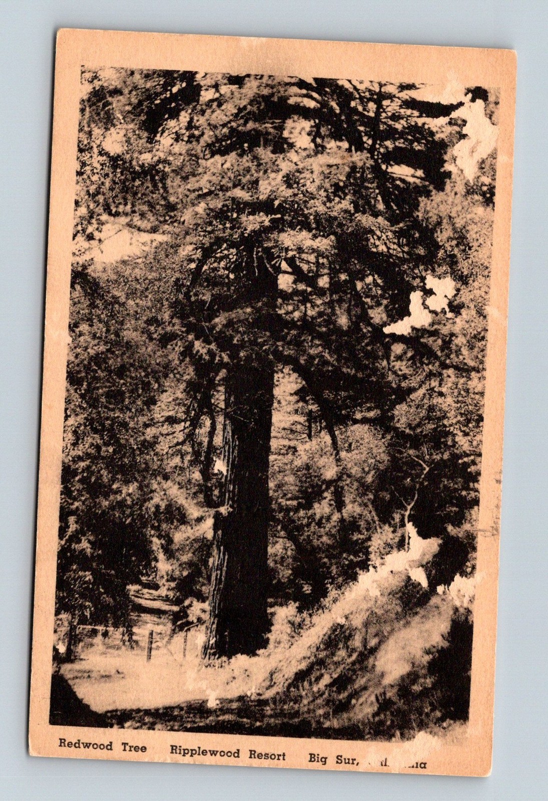 CA Big Sur 1910s-1920s Ripplewood Resort - Postcard