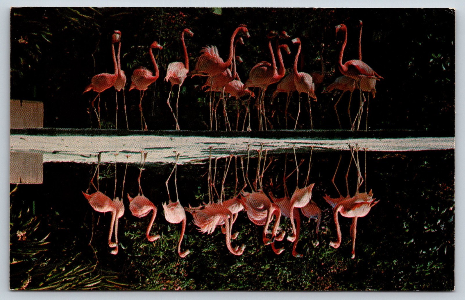 Pink Flamingos Sunken Gardens St Petersburg Florida FL Vintage Postcard