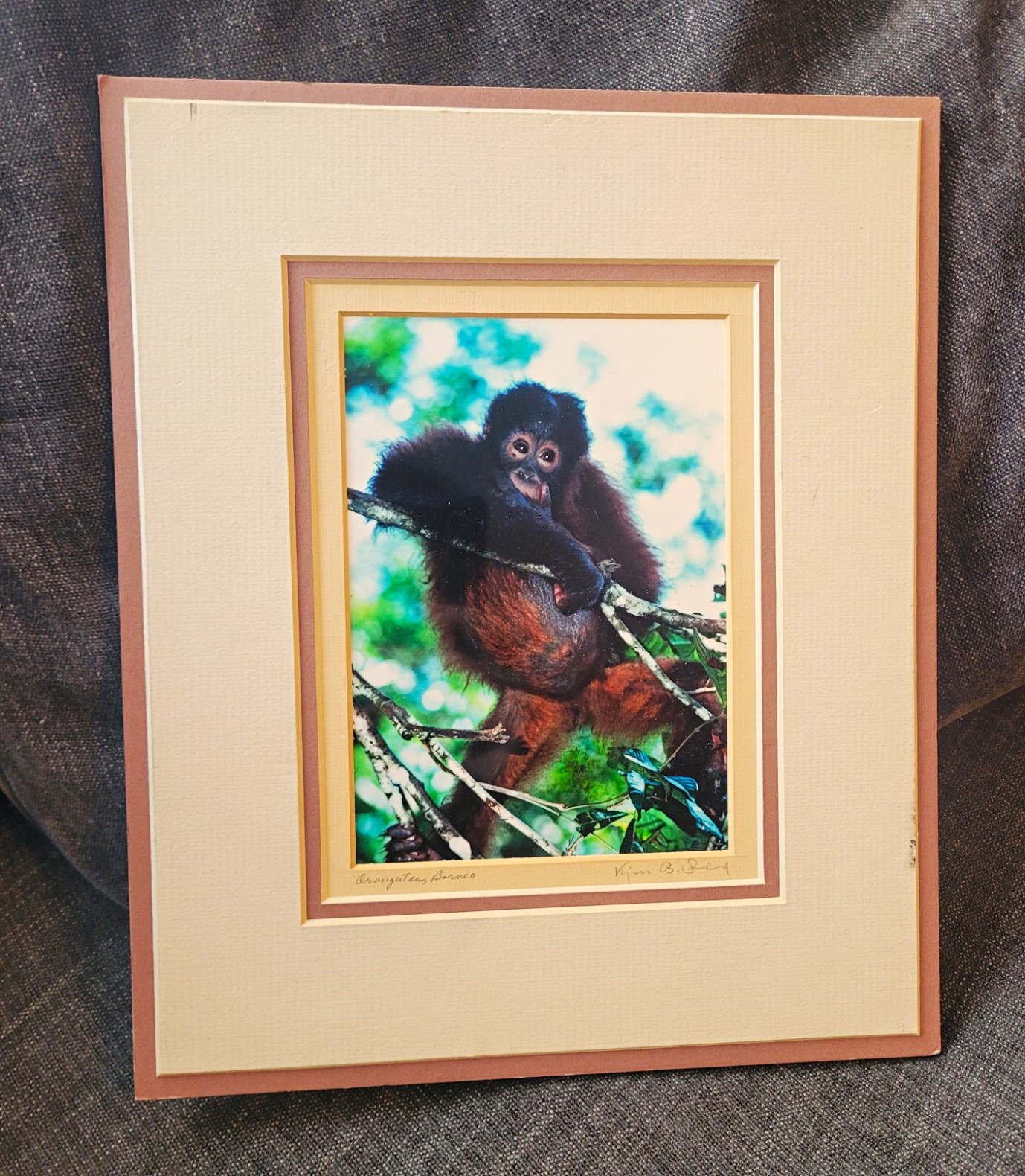 Rare Vintage Kjell B. Sandved Signed Monkey Photo Print Matted 8x10 Original