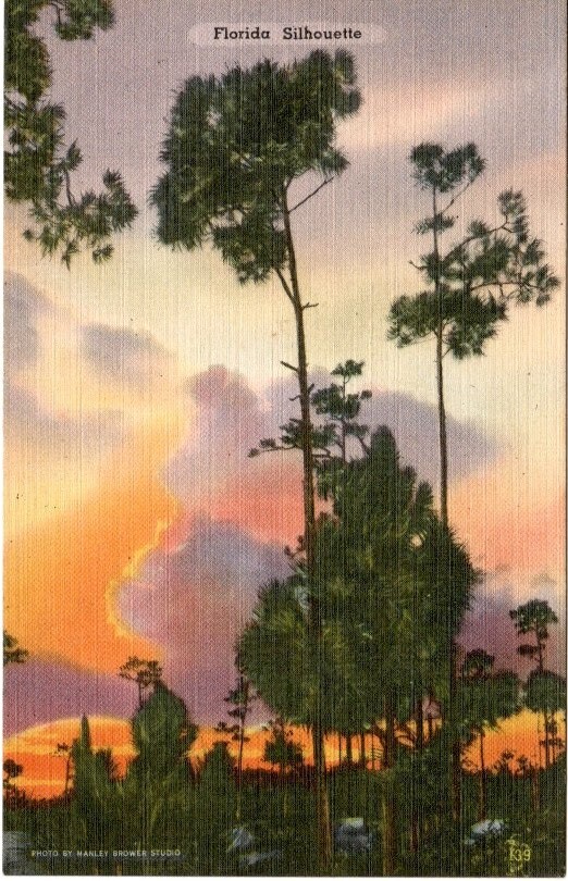 Vintage Postcard FLORIDA SILHOUETTE HIGHWAY MEN STYLE 1940\'s Linen Postcard NOS