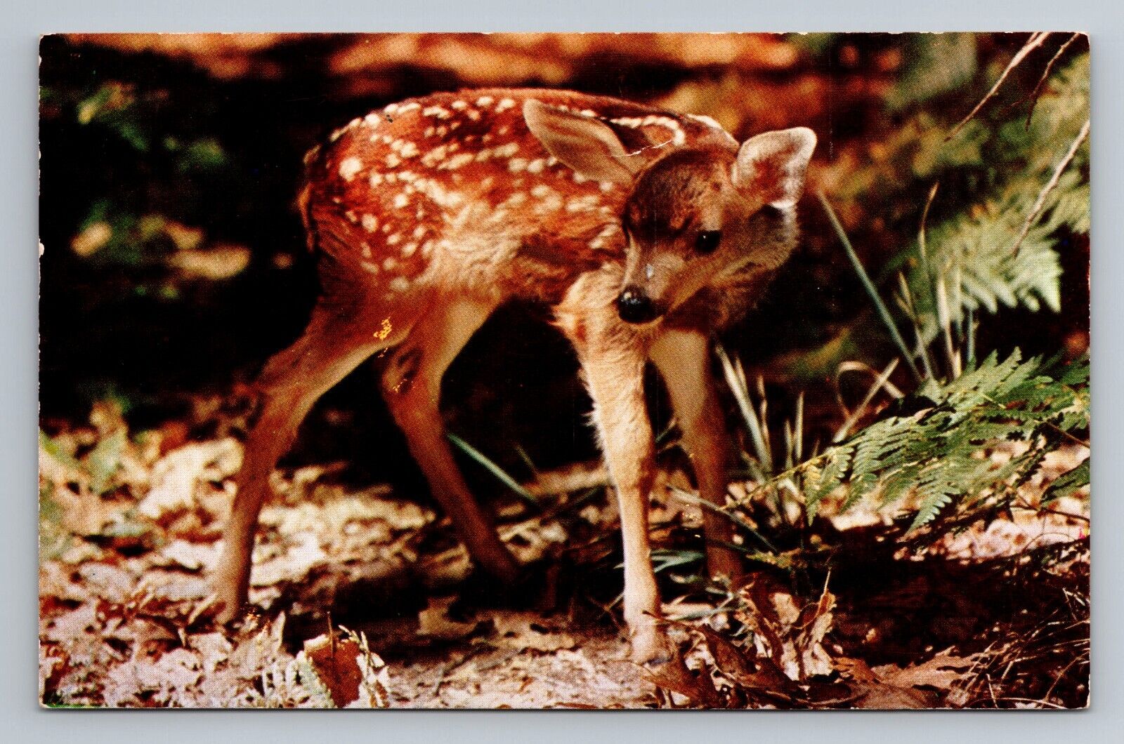 Postcard - Bambi