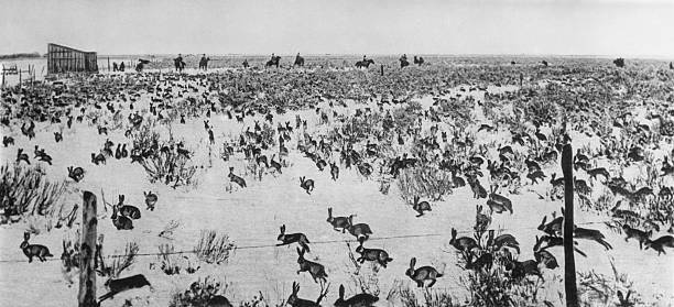An Australian Rabbit Drive 1930 OLD PHOTO