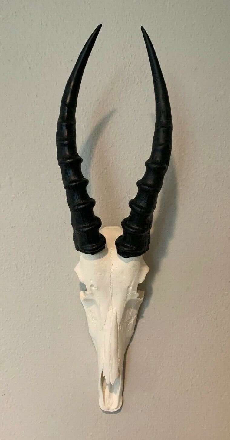African Blesbok Blesbuck Skull faux replica Taxidermy skulls horns Springbuck 