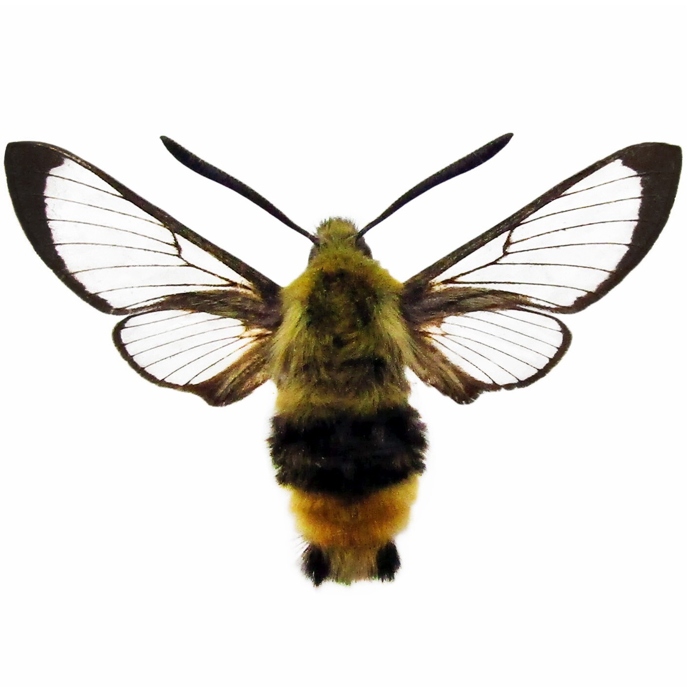 Hemaris thetis ONE REAL HUMMINGBIRD DAY FLYING MOTH USA UNMOUNTED WINGS CLOSED