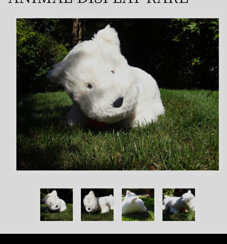 American Girl Coconut Westie Plush Dog Stuffed Animal Huge Jumbo.  4ft by 3 feet