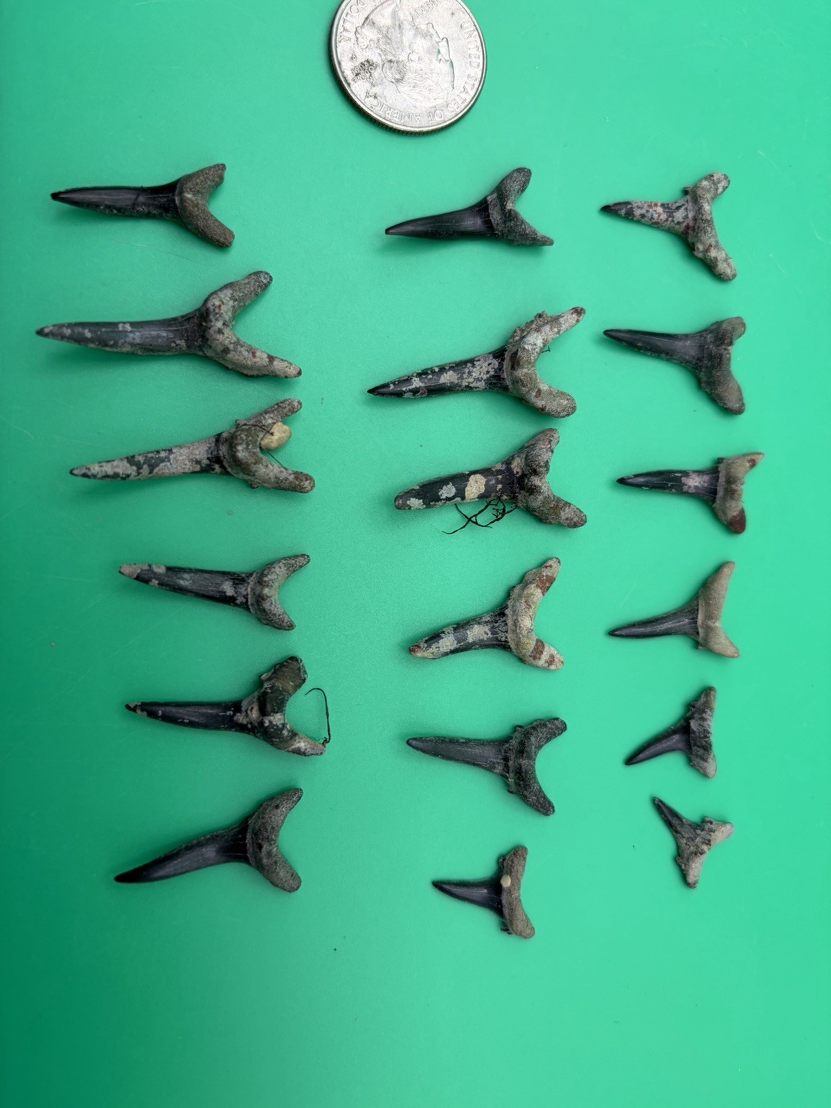 18 REAL SANDTIGER SHARK TEETH FOSSILS - Florida