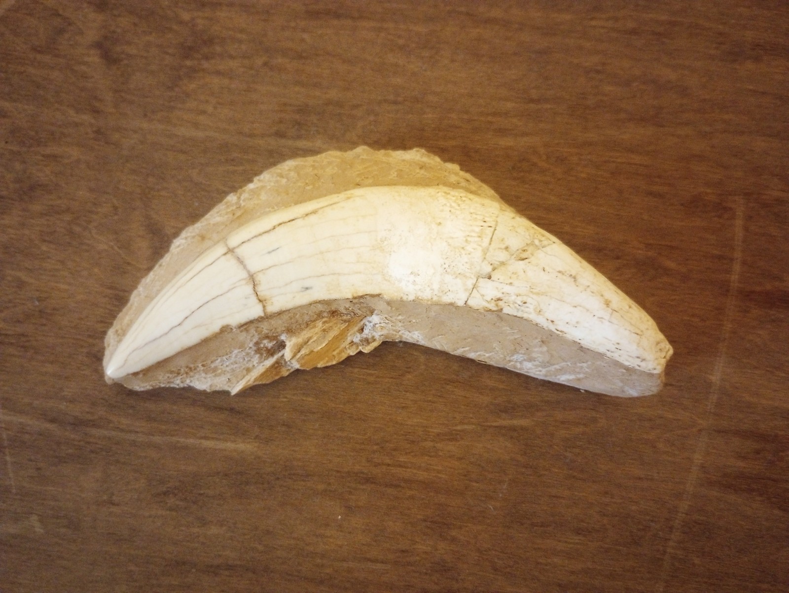Genuine Natural Saber Tooth Homotherium Canine Fossil Collectible
