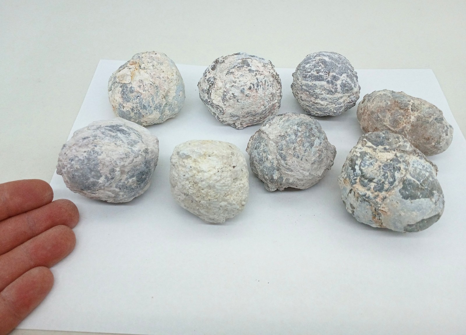 Bulk 2 Pound Group of Small Utah Dugway Geodes Thundereggs 1.50-2.00\