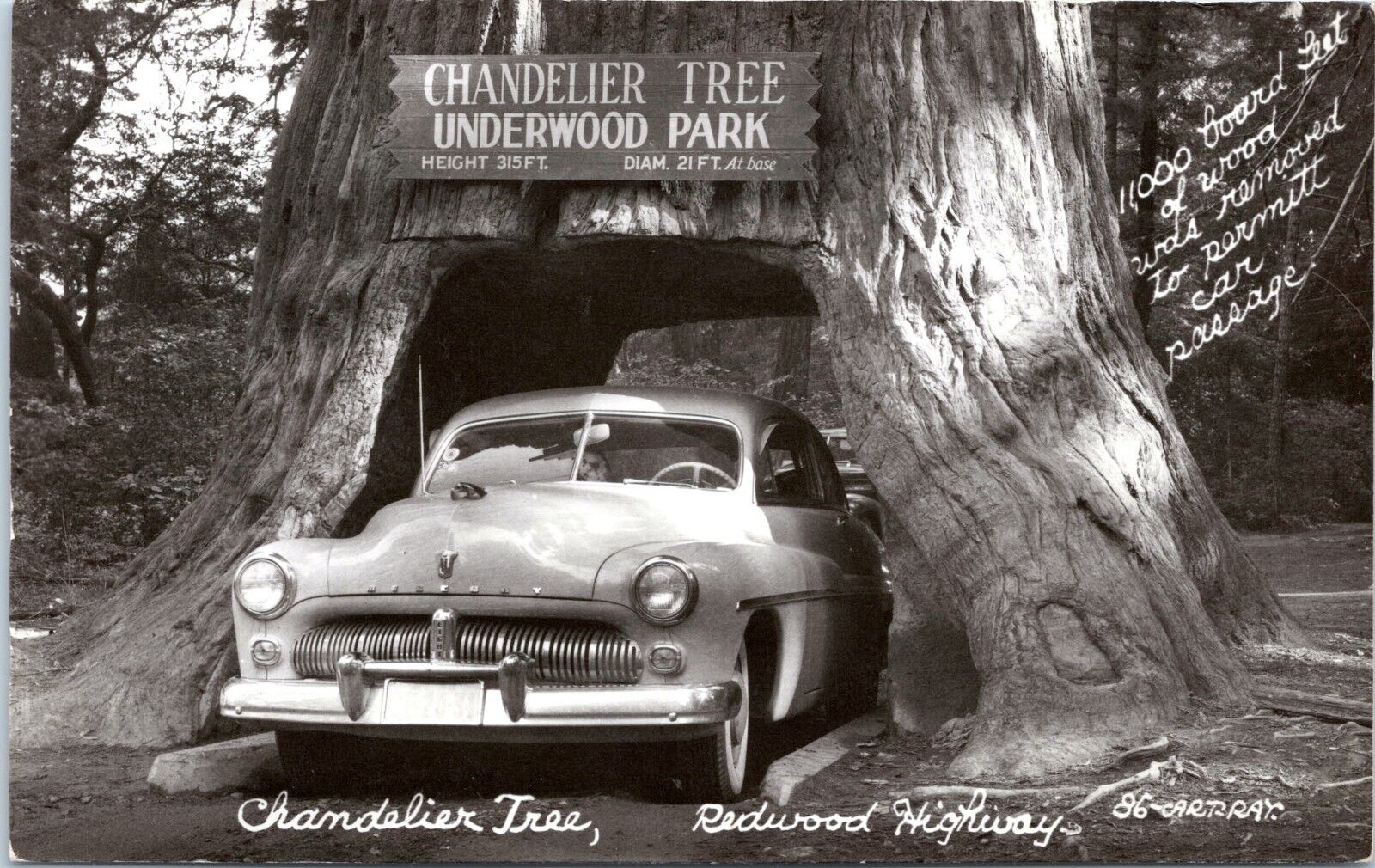RPPC Mercury 8 Car, Chandelier Tree, Redwood Highway California - Photo Postcard