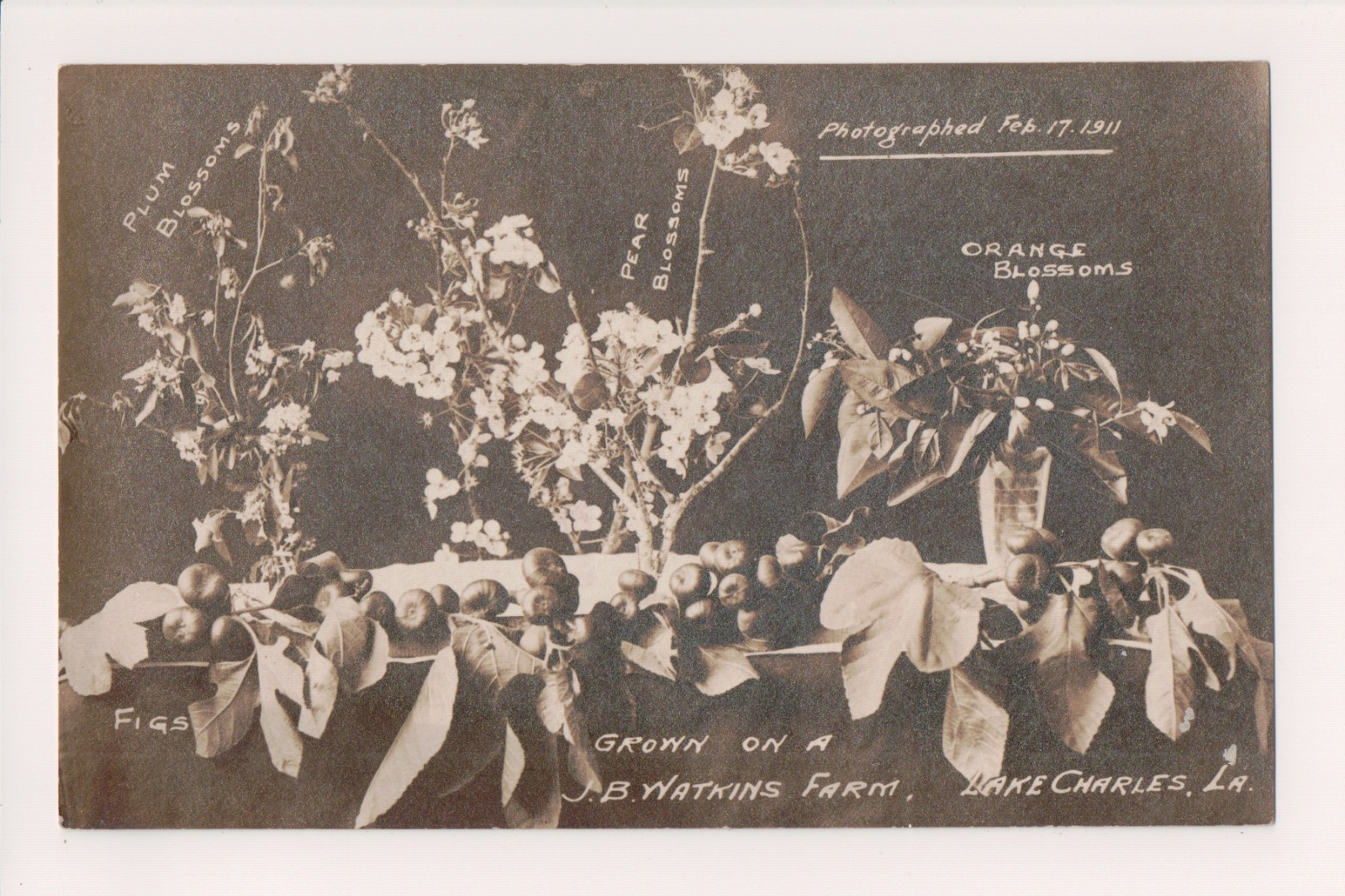 Plum, Pear, & Orange Blossoms, Figs, JB Watkins Farm, Lake Charles LA, 1911 RPPC