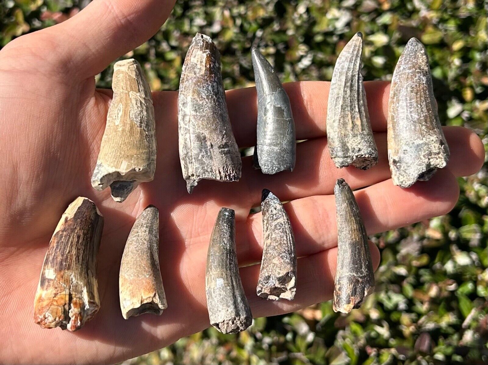 BIG Suchomimus Dinosaur Teeth Wholesale Lot of 10 Fossils from Niger Spinosaurid