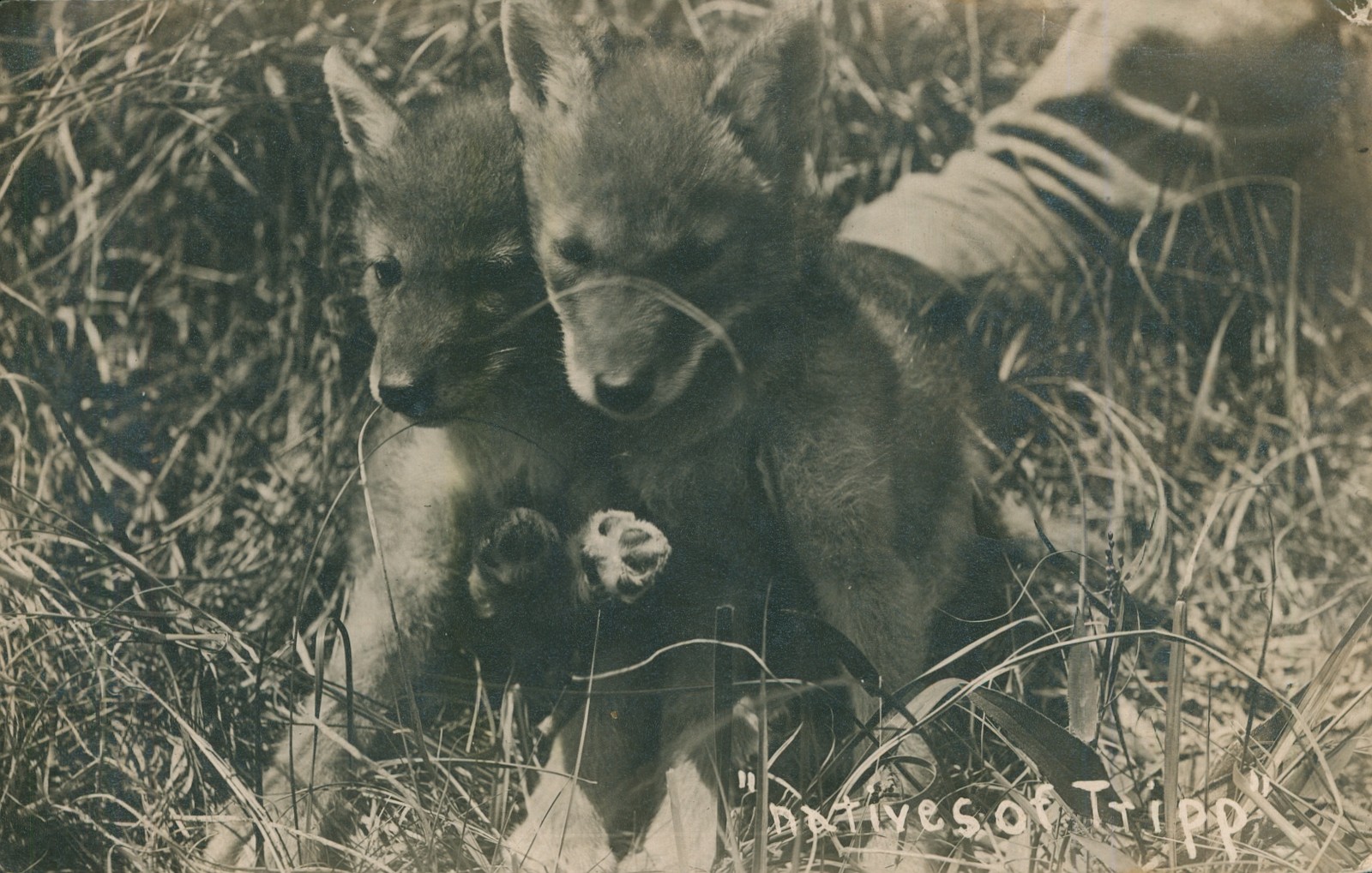 Old Vintage Real Photo Postcard RPPC FOXES RARE DANTON SOUTH DAKOTA POSTMARK