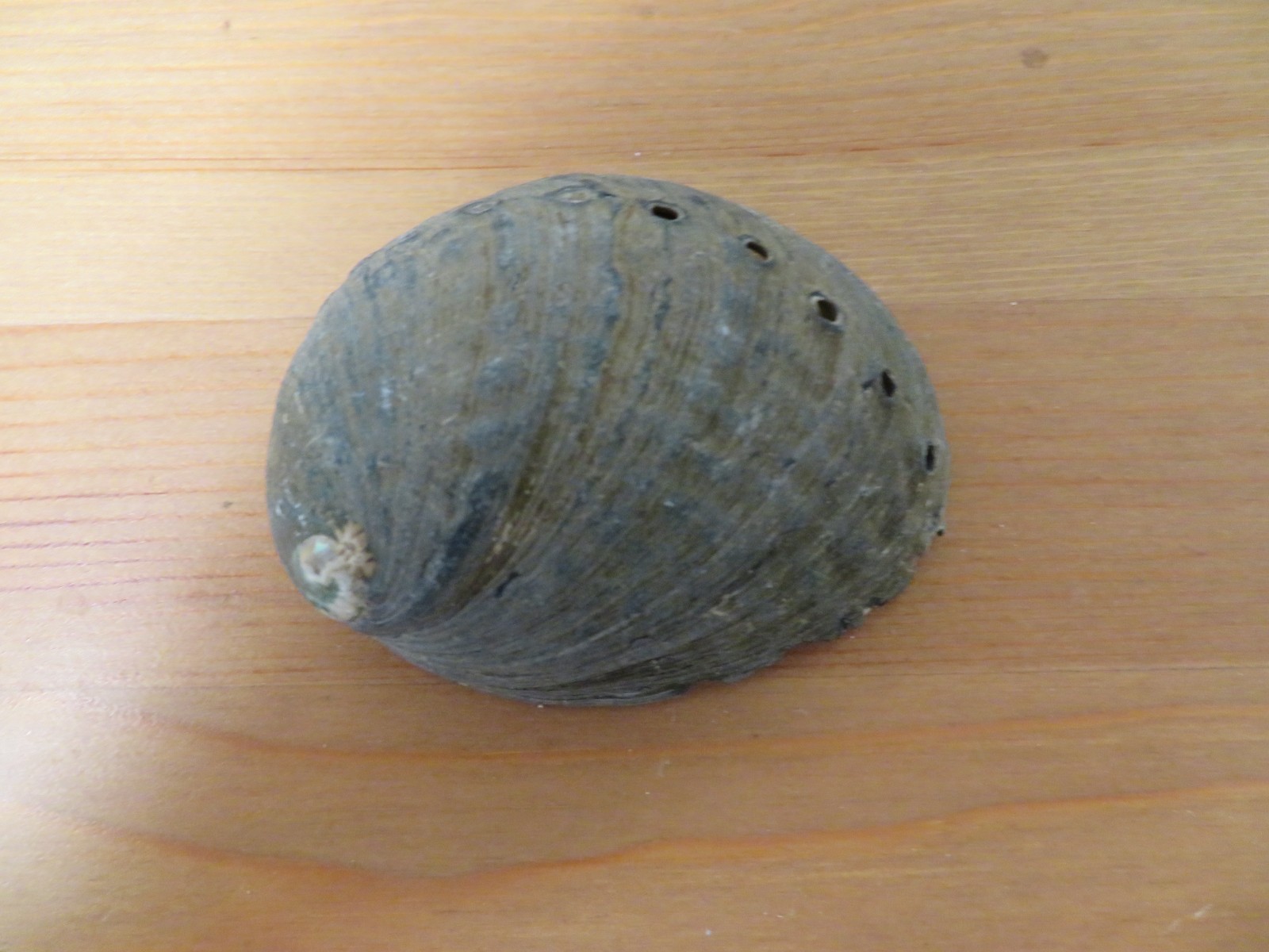 Vintage Beach Find Shell - Black Abalone (Haliotis cracherodii) - RARE XXVIII