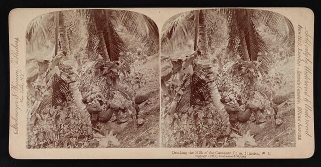 Photo:Jamaica W.I. 1900 Drinking Milk of the Cocoanut Palm Stereograph