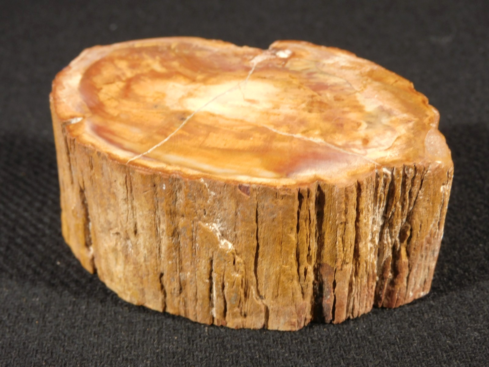 VERY Well Preserved BARK Polished Petrified WOOD Fossil Madagascar 287gr