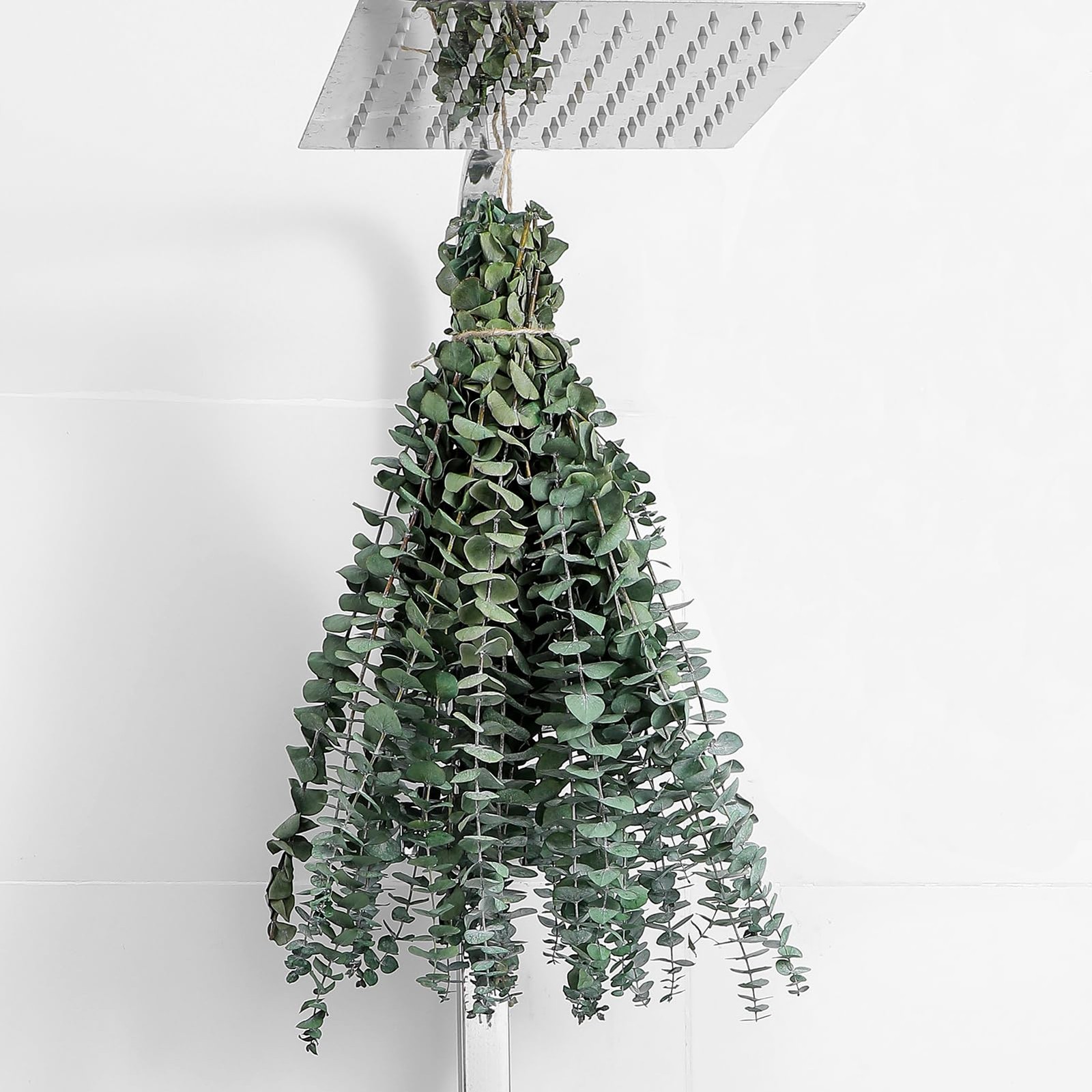 10 Pcs Dried Eucalyptus Stems 17\