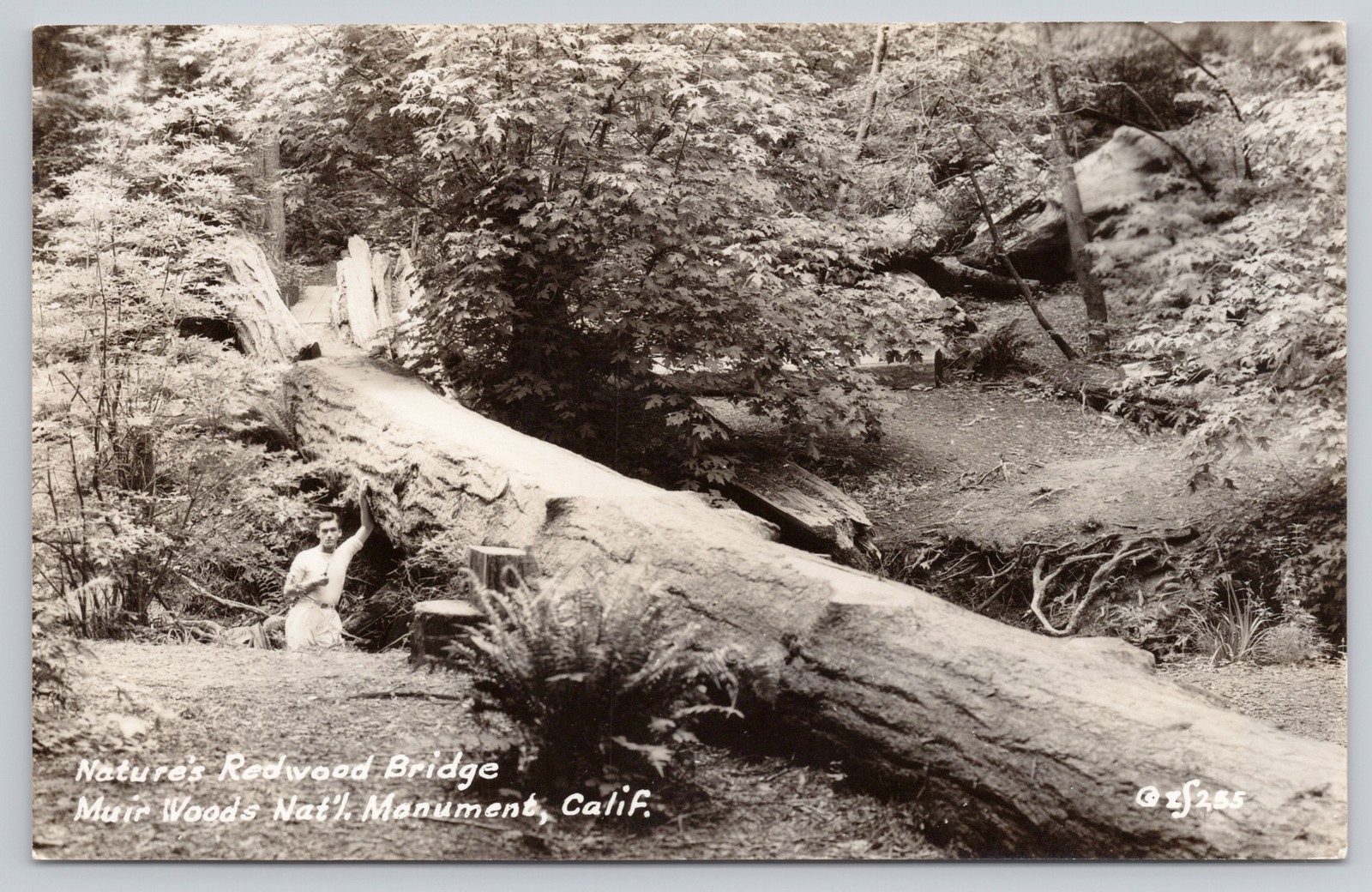 Muir Woods California Natures Redwood Bridge Fallen Tree Postcard