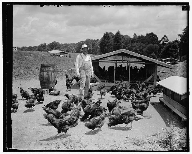 Photo:Sam Rice 1920s Farm Poultry Chickens Former Washington Ball Player