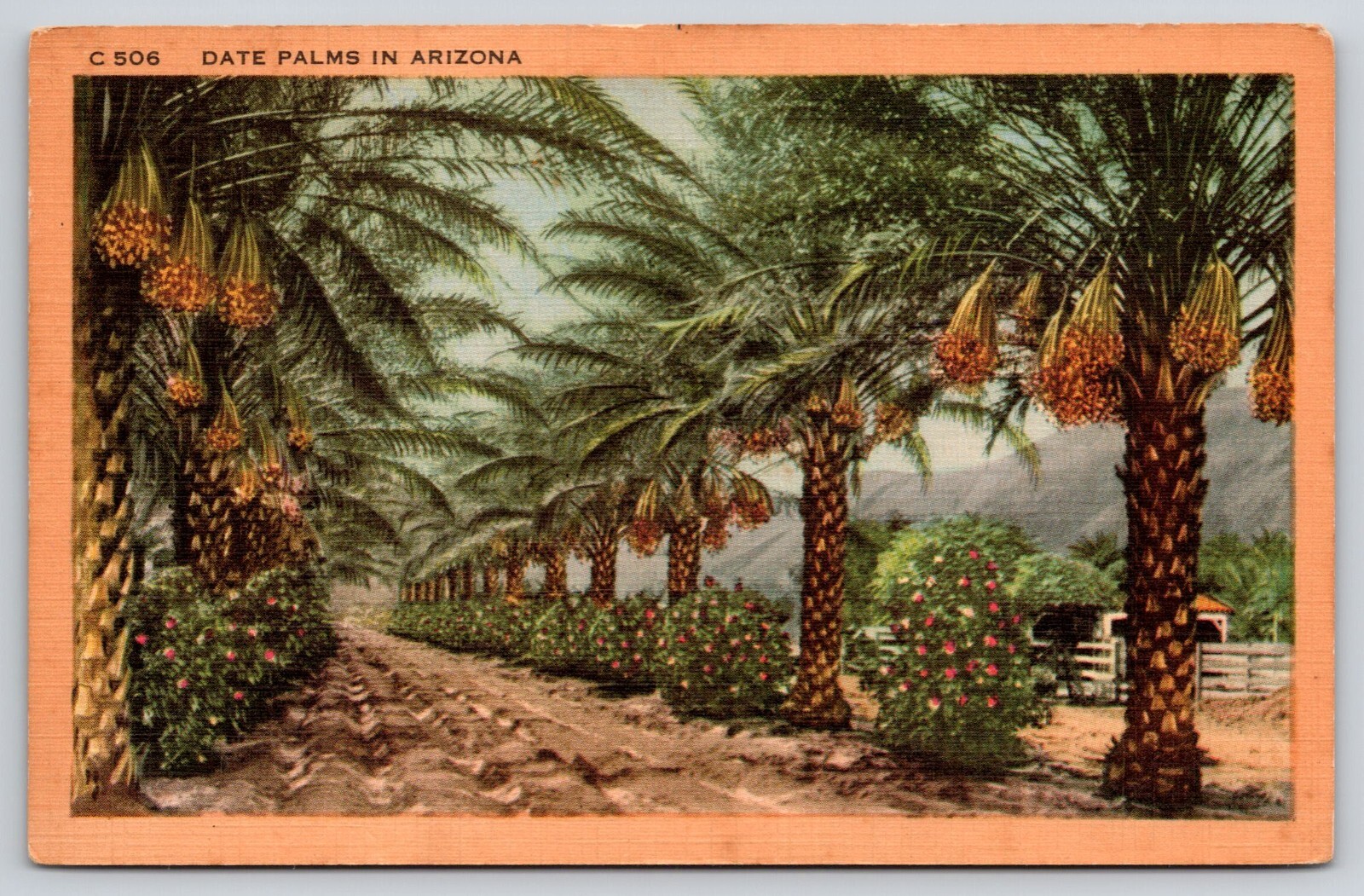 Loaded Date Palm Fruit Trees Phoenix Dactylifera Farm Arizona Linen Postcard