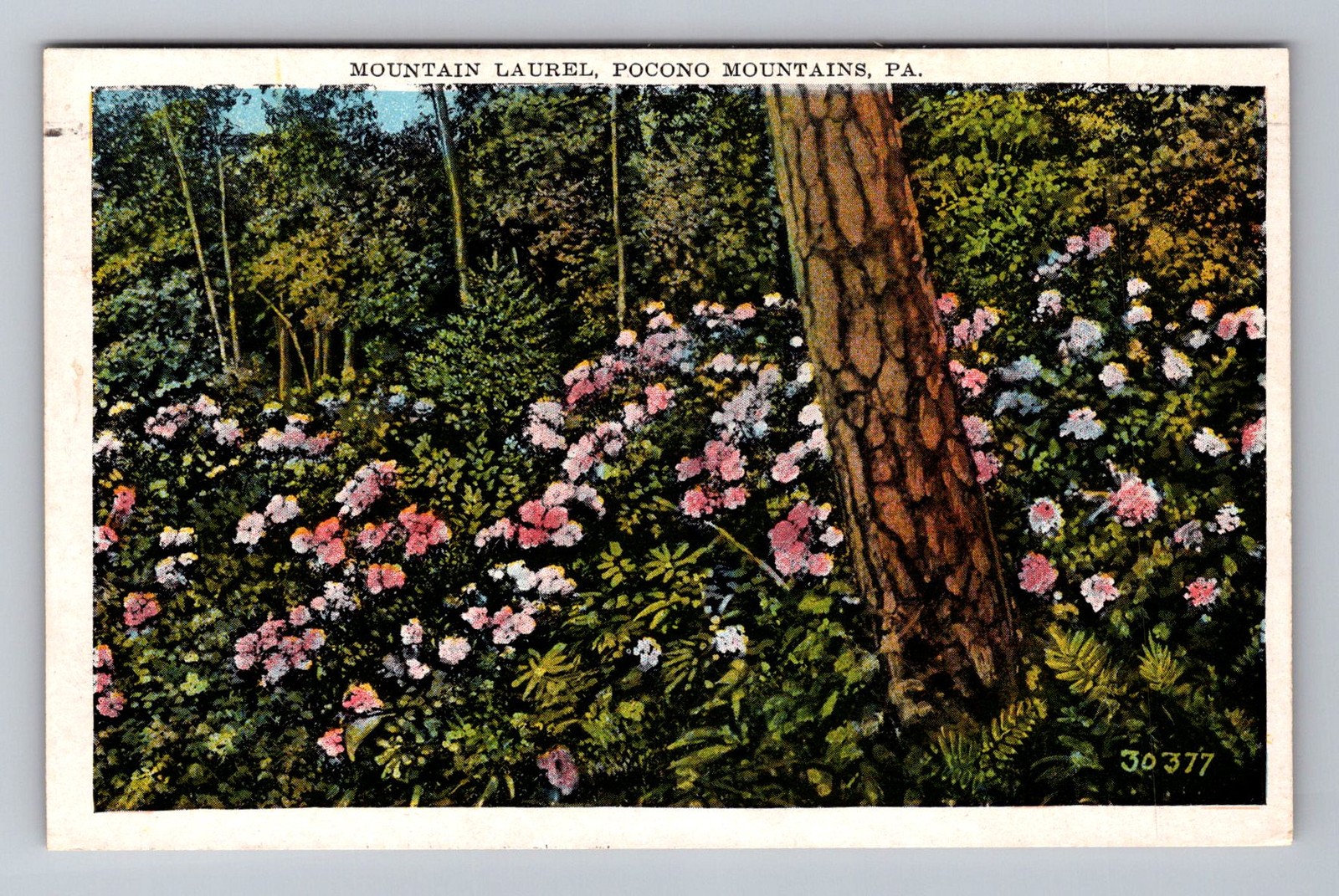 Mount Pocono PA-Pennsylvania, Mountain Laurel Flowers, Vintage c1930 Postcard