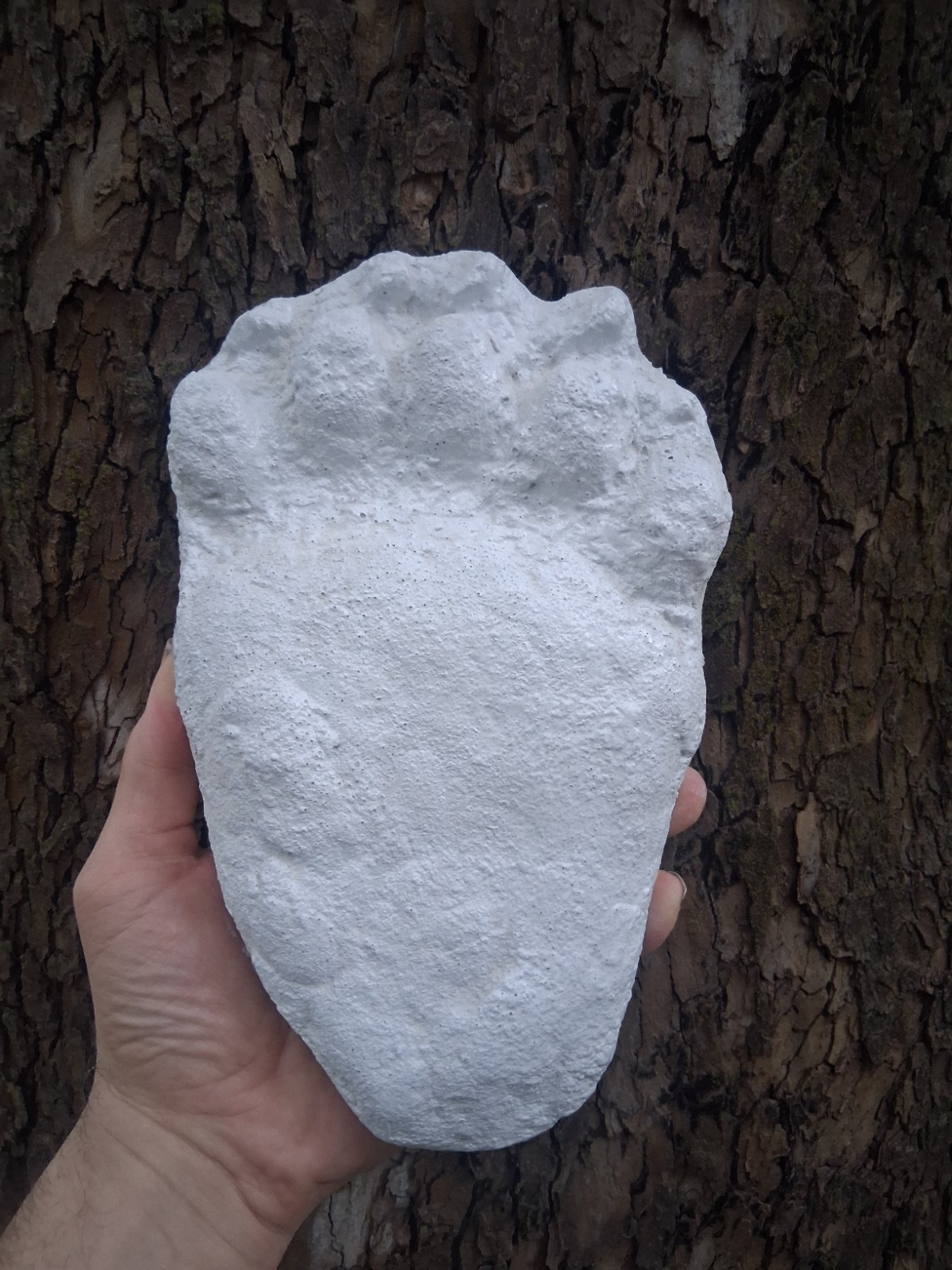 Bear: Black Bear Footprint Track Paw Print Alaska #2 Plaster Paw Print Cast 