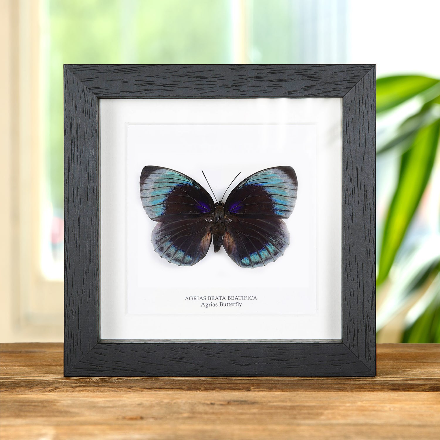 Female Agrias Taxidermy Butterfly Frame (Agrias beata beatifica)