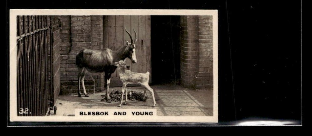 1927 Wills\'s Zoo Blesbok & Young #32 Low Grade Y7870